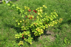 200805046_20080531_1150490773