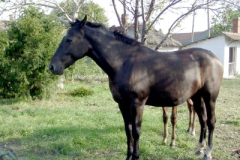 mezotarkany26_20090322_1693731939
