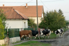 mezotarkany29_20090322_1471015459