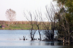 to16_20090322_1742447758