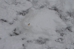 20130203_1095433761_dsc06888